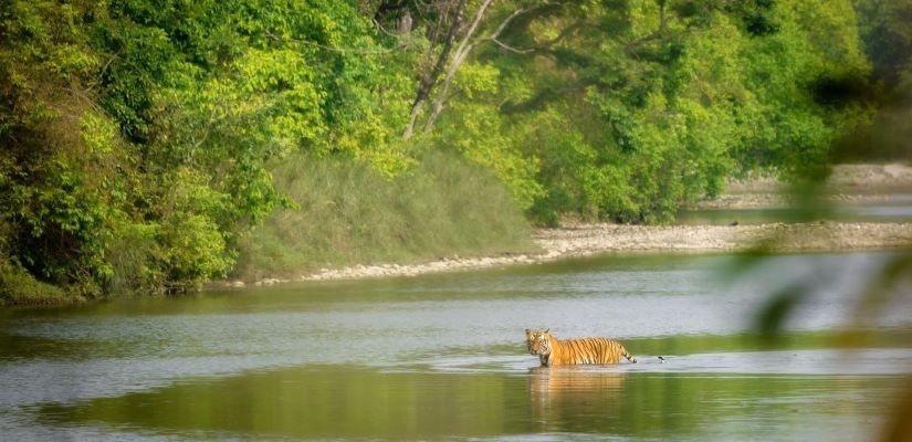 Bardiya Jungle Safari Tour